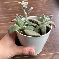 【多肉植物】名前忘れてしまいました…の画像