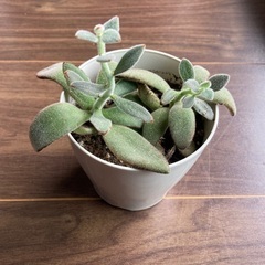 【多肉植物】名前忘れてしまいました…