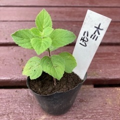【SALE】レモンミント 植物苗 ミント ハーブ 希少 根付き 大人気