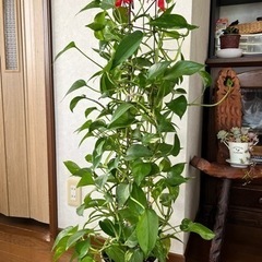 交渉中　グリーンとくらす③