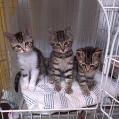 【保護猫の譲渡会】大阪府高槻市　7/7(日) − 大阪府