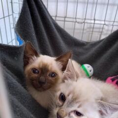 【保護猫の譲渡会】大阪府高槻市　7/7(日) - イベント