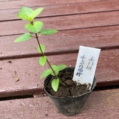 【SALE】チョコレートミント 植物苗 ミント 根つき 希少 大人気