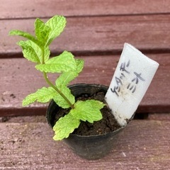 【SALE】ケンタッキーカーネルミント 植物苗 ミント 希少 ハ...