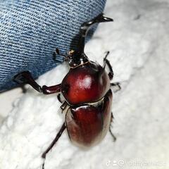 クワガタ、カブトムシ