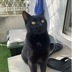 ランキングキーワードに紐づく投稿画像-黒猫