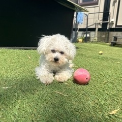 【飼い主様決まりました】人が大好きなビションフリーゼの男の子☁️