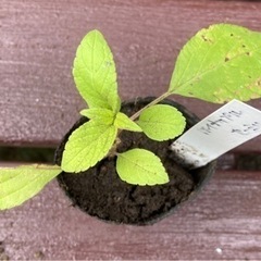 【SALE】パイナップルセージ　植物苗  ハーブ 根付き 人気の画像