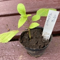【SALE】パイナップルセージ　植物苗  ハーブ 根付き 人気