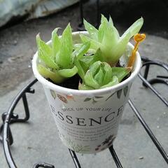 【7/1現在：残り0セット】 多肉植物 ハオルシア 子株の寄せ植...