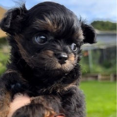 🐶小さいチワプー男の子☘️