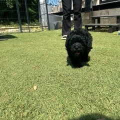 【飼い主様決まりました】追いかけっこが大好きなトイプードルの男の子🐾 - 八千代市