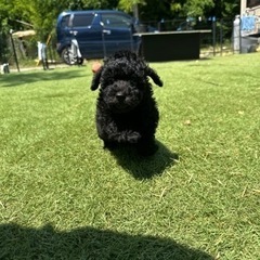 【飼い主様決まりました】追いかけっこが大好きなトイプードルの男の子🐾の画像