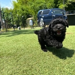 【飼い主様決まりました】追いかけっこが大好きなトイプードルの男の子🐾 - 犬