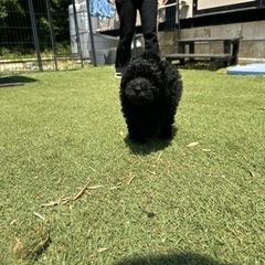 【飼い主様決まりました】追いかけっこが大好きなトイプードルの男の子🐾 − 千葉県