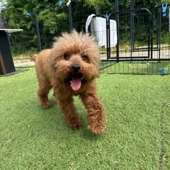 【飼い主様決まりました】撫でられるのが大好きなトイプードルの女の子🐾