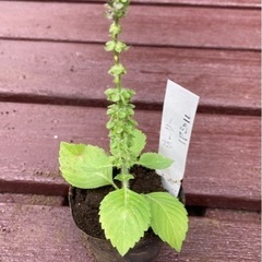 【SALE】ホーリーバジル カプーア・トゥルシー 植物苗 ハーブ