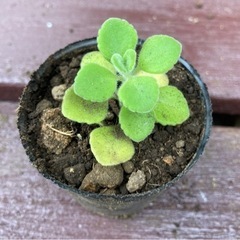 【SALE】　多肉植物 アロマティスカス 植物苗  ハーブ 根付き