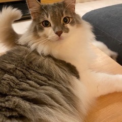 ノルウェージャン　男の子　去勢、ワクチン済み　