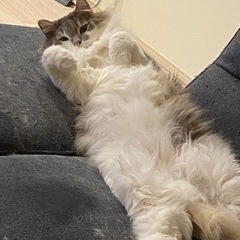 ノルウェージャン　男の子　去勢、ワクチン済み　の画像