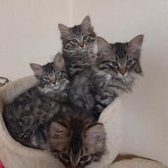 子猫の里親