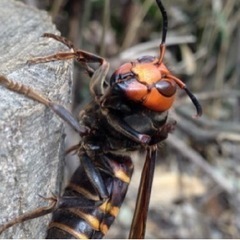 ハチ駆除🐝見積り無料です🐝関東全域対応します！