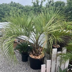 ココスヤシ ユニック等で引き取り限定 群馬