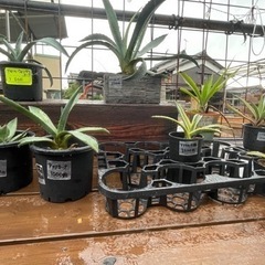 アガベ【無人販売】