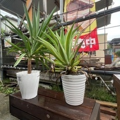 アガベ【無人販売】の画像