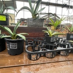 アガベ【無人販売】の画像