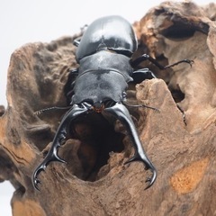 EXTREME BEETLE　昆虫くじの画像