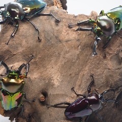 EXTREME BEETLE　昆虫くじの画像