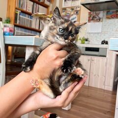 早期不妊手術マイクロチップ済　美人サビ♀２ヶ月（サビ三毛）「