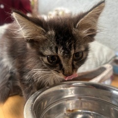里親さん決定！ありがとうございました♡ 長毛　子猫　