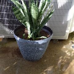 サンスベリア