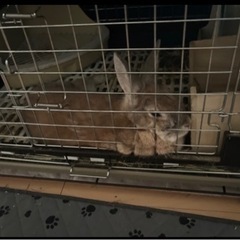 うさぎ(ネザーランドドワーフ) 大至急！