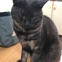 ふわふわな柔らかい被毛のみこし君 - 猫