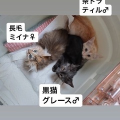 8/25譲渡会⭐️美子猫グレース黒猫♂ティル茶トラ♂3ヶ月