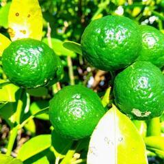 🌿沖縄県産シークワーサー１０個
🌿１００円‼️の画像