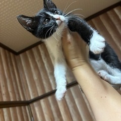 黒、ハチワレ、キジ3兄妹