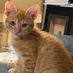 6月に自宅近くで保護しました。生後2ヶ月くらいのオス猫ちゃんです！