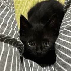 丸いお顔の男の子💕お見合い入りました！