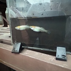メダカ　針子〜若魚の画像