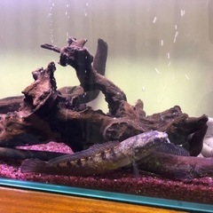 スネークヘッド