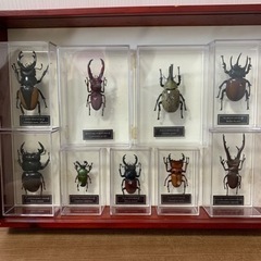 【引退】お得　甲虫　標本まとめ売り　標本箱付き 引退】お得甲虫標本まとめ売り標本箱付き