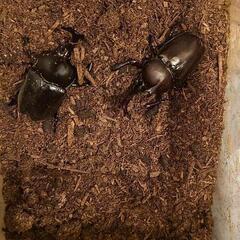 カブトムシ