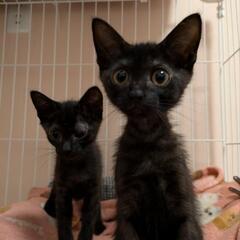 里親様決定😺3ヶ月齢の可愛い2兄妹💕