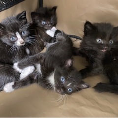 2ヶ月のソックスにゃんず🐈‍⬛