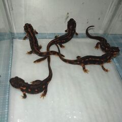 オキナワシリケンイモリ幼体5匹（上陸済み、人工餌OK、送料別）#202412の画像