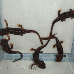 オキナワシリケンイモリ幼体5匹（上陸済み、人工餌OK、送料別）#202412の画像